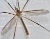 Tipula paludosa